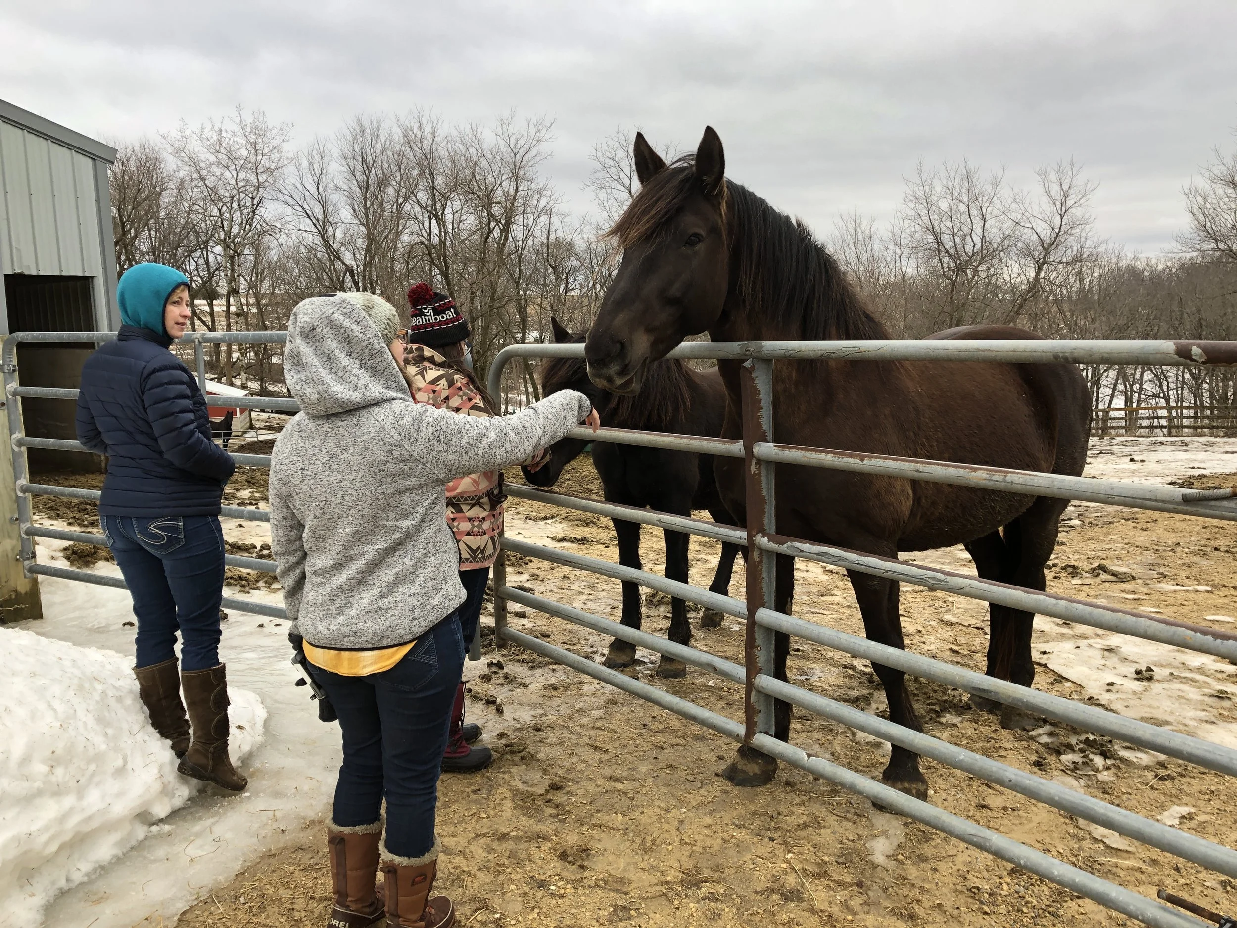 March Meet and Greet with the Horses