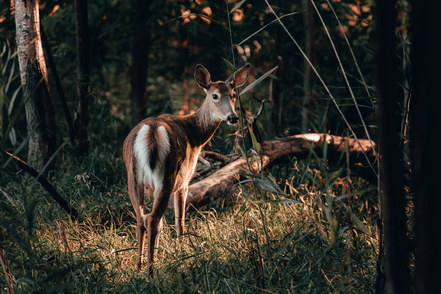 They Call Us the Deer Whisperers • Parc national des Îles-de-Boucherville