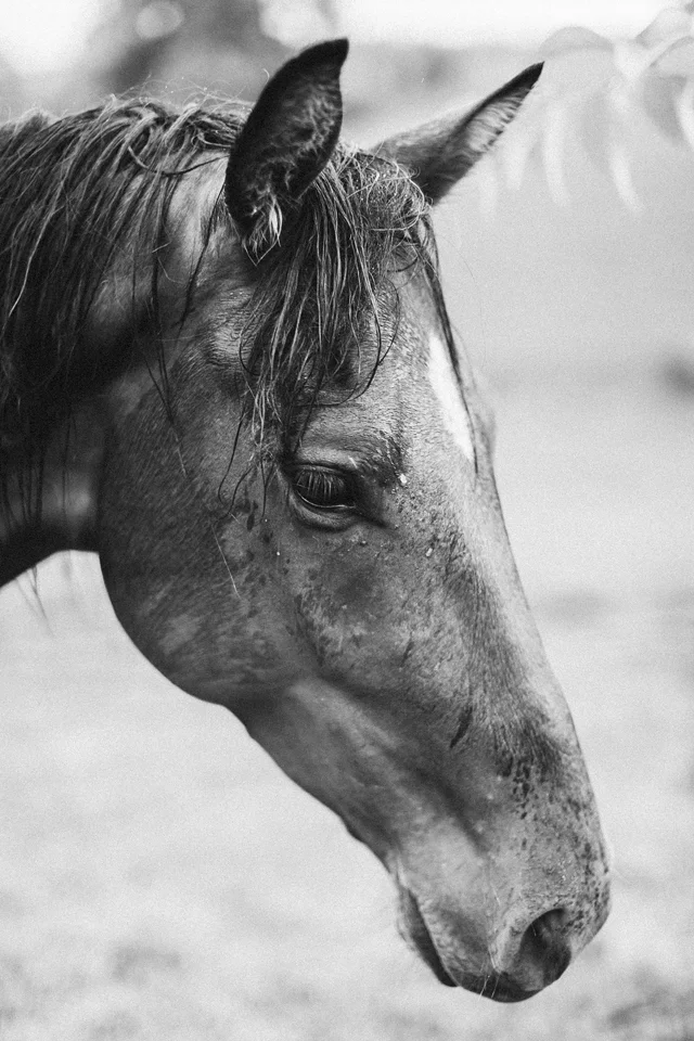 IMG_6755bw2WEB.jpg