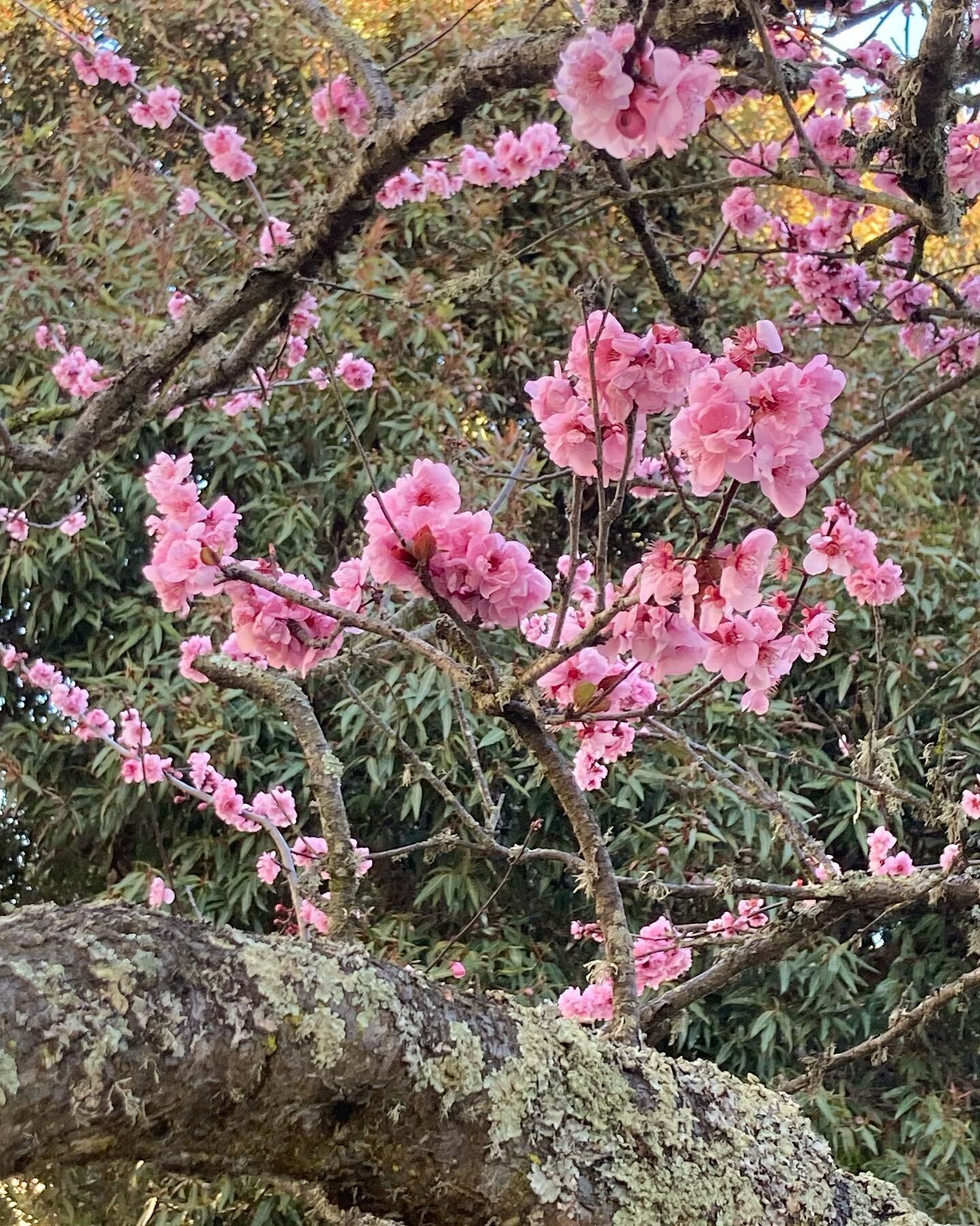 Stay cozy, San Francisco &hellip; hopefully the early spring bloom will survive today&rsquo;s cold spell 

#snowday 
#coldfront