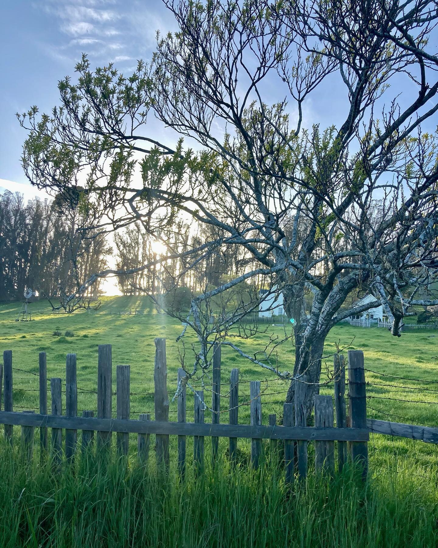 Saving a memory of a sunny Easter Sunday, an annual tradition spent with friends old and new, a scrumptious potluck and epic egg hunt &hellip; this year for the first time surrounded by lush green pastures 🌦️
#californiadrought