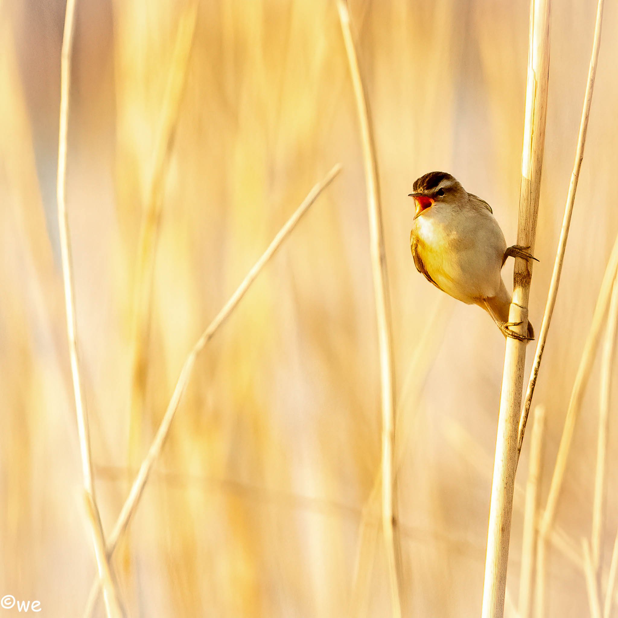 20220423_vogels_3369-bewerkt.jpg