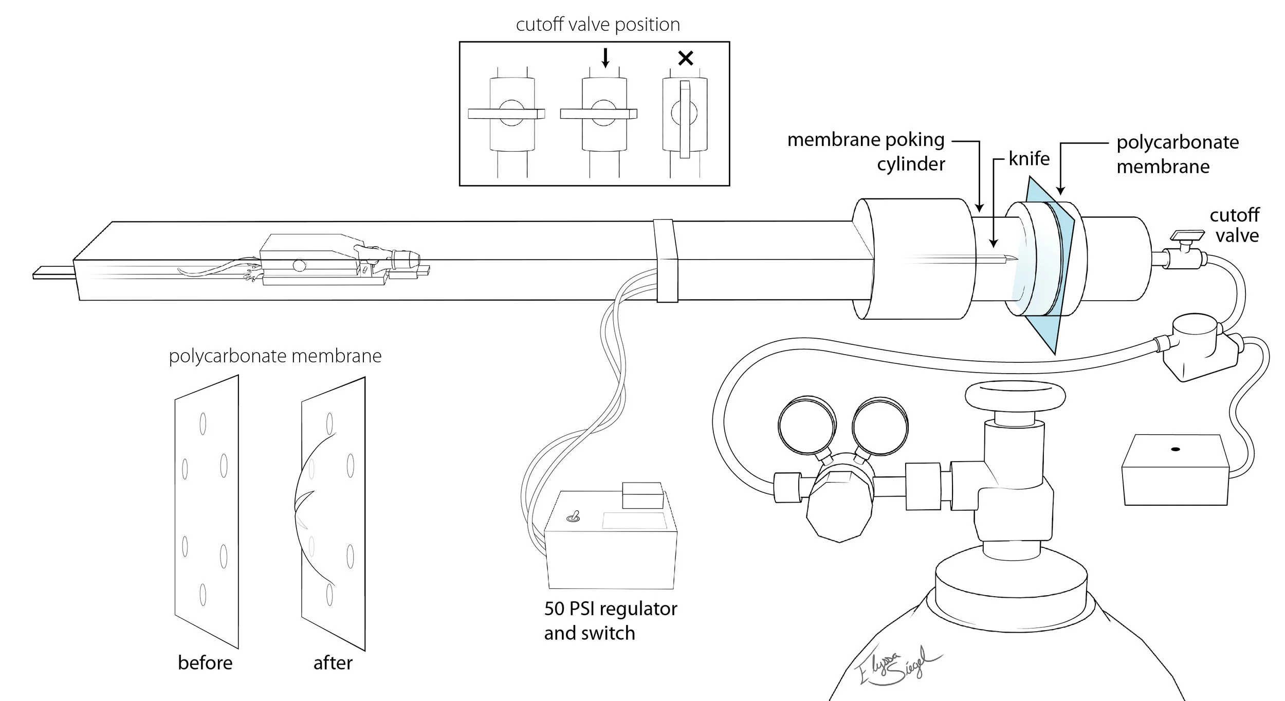 figure1.jpg