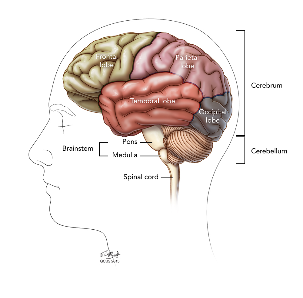 brain.jpg
