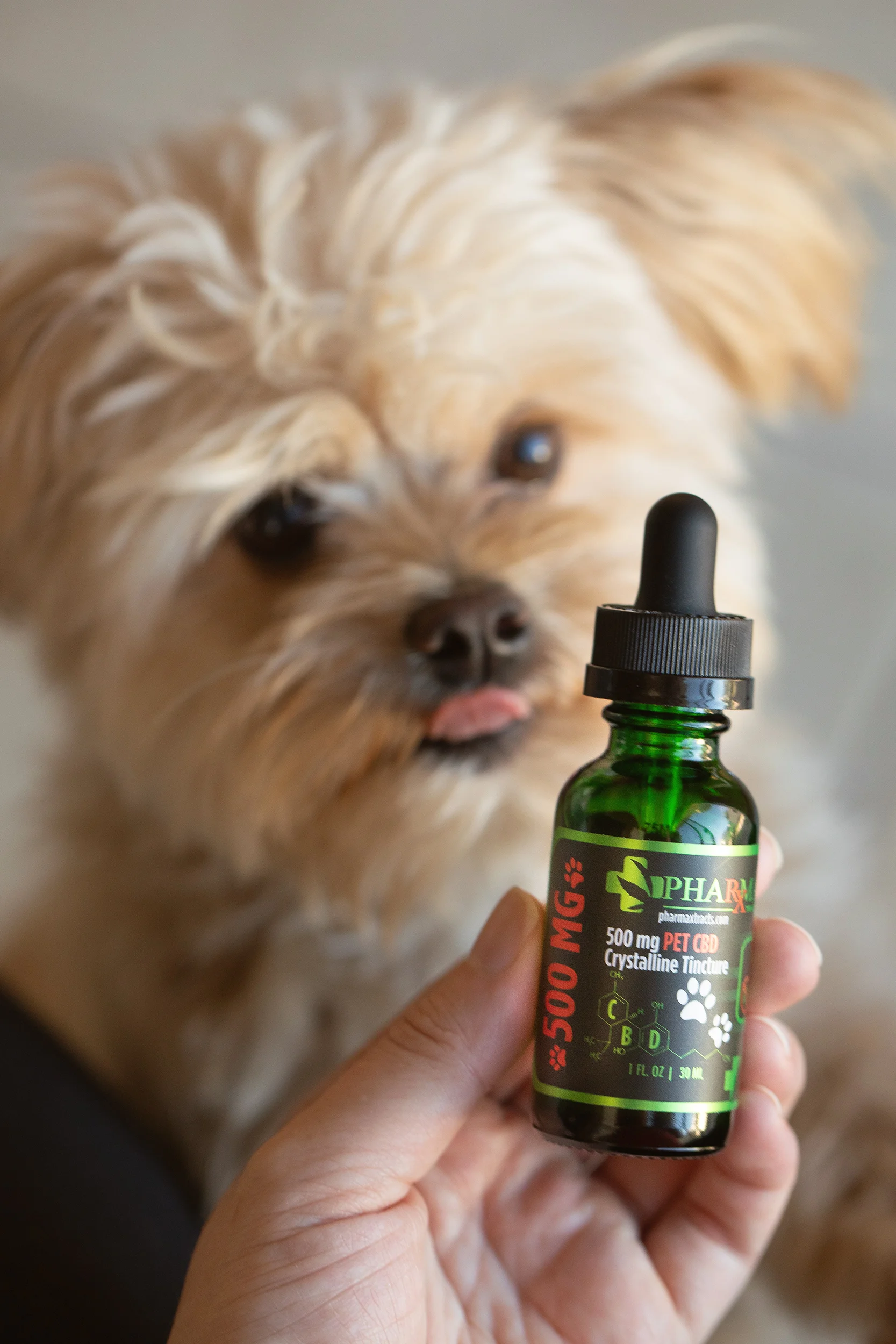Doggie Pharmaxtracts 3641 Web sz.jpg