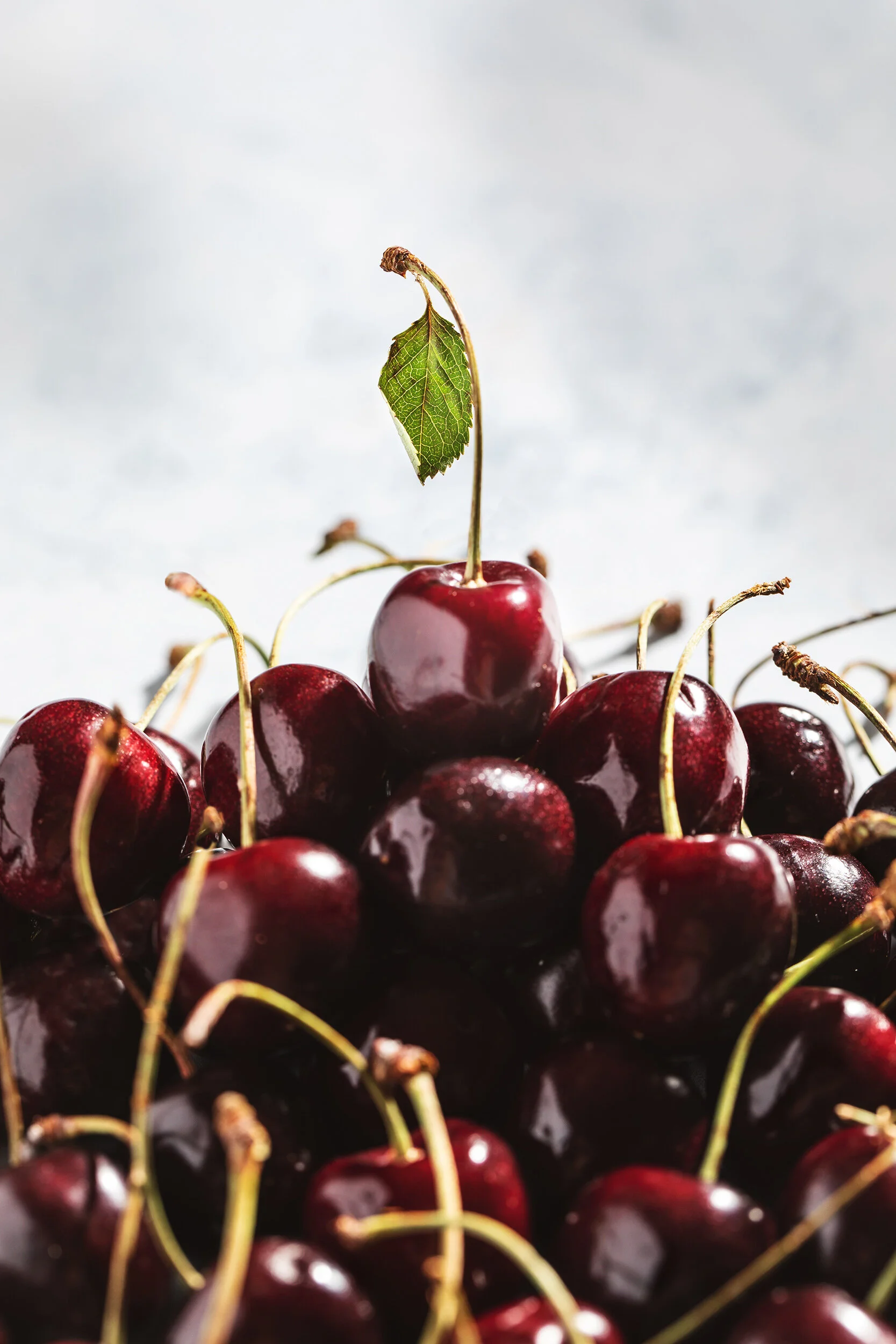 Cherry 2 web.jpg