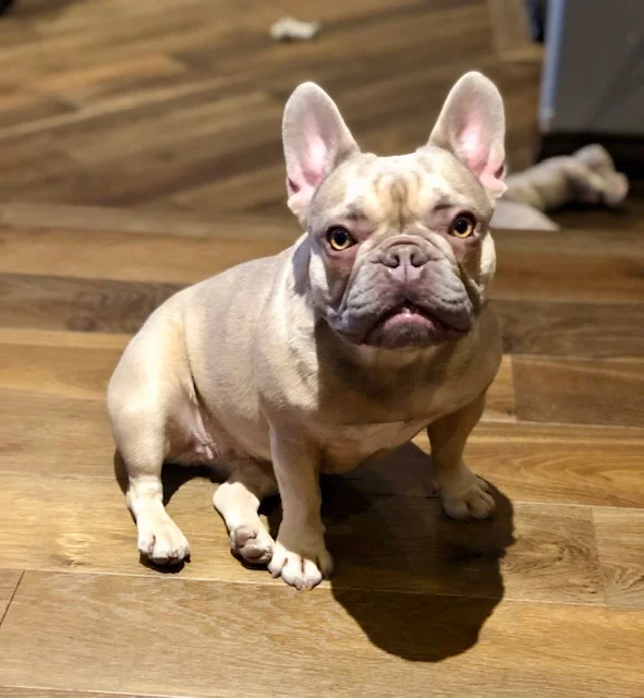 GIRL C - FERGIE (DUE LATE OCTOBER)