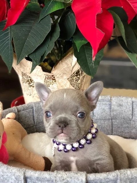 Fergie's puppy – Milagro (SOLD)