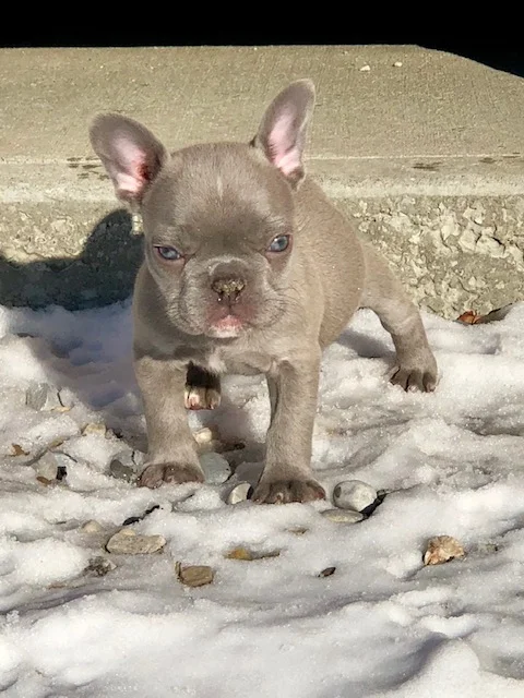 Fergie's puppy – Milagro (SOLD)