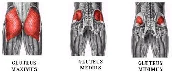 glute image.jpg