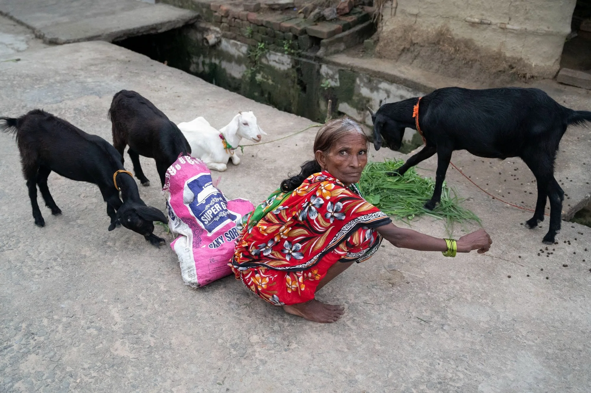 Tending to the precious goats