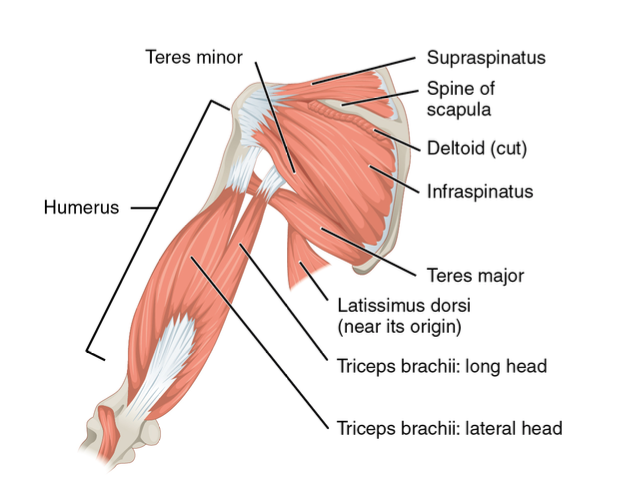Img -  https://upload.wikimedia.org/wikipedia/commons/b/bd/1119_Muscles_that_Move_the_Humerus_d.png