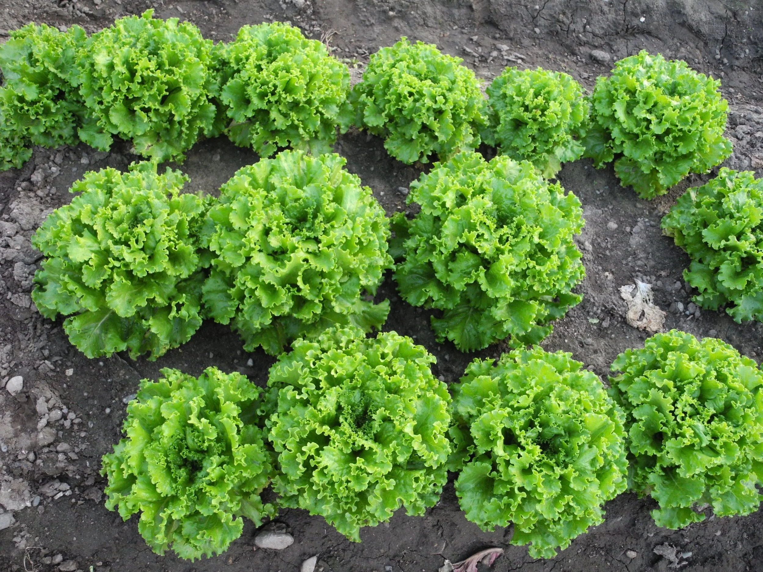 Boston Area Gleaners Service Workday