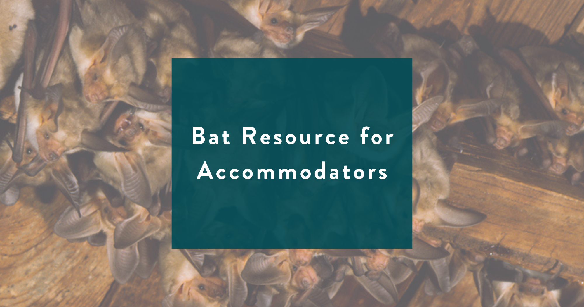 Bat Resource for Okanagan Accommodation