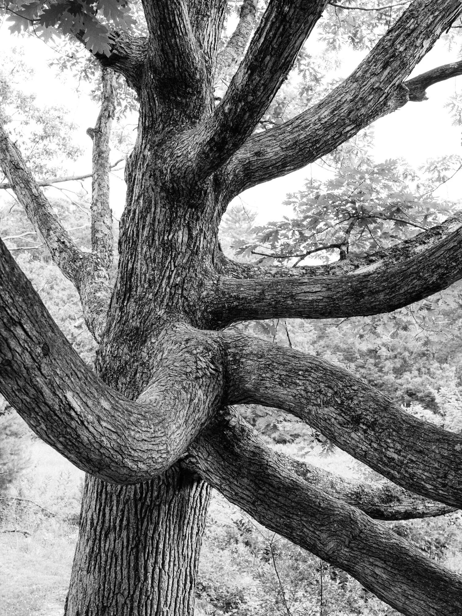 trenholm photo