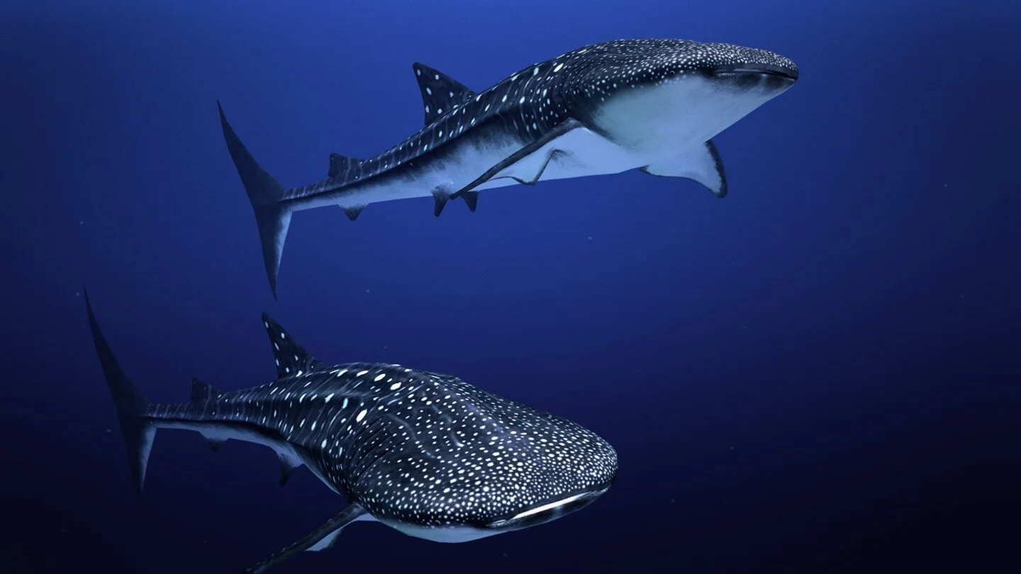  I demo’d early versions of theBluVR at many conferences and events like Sundance, SXSW, and GDC. I have personally introduced VR to over 200 people using theBluVR <3 <3 