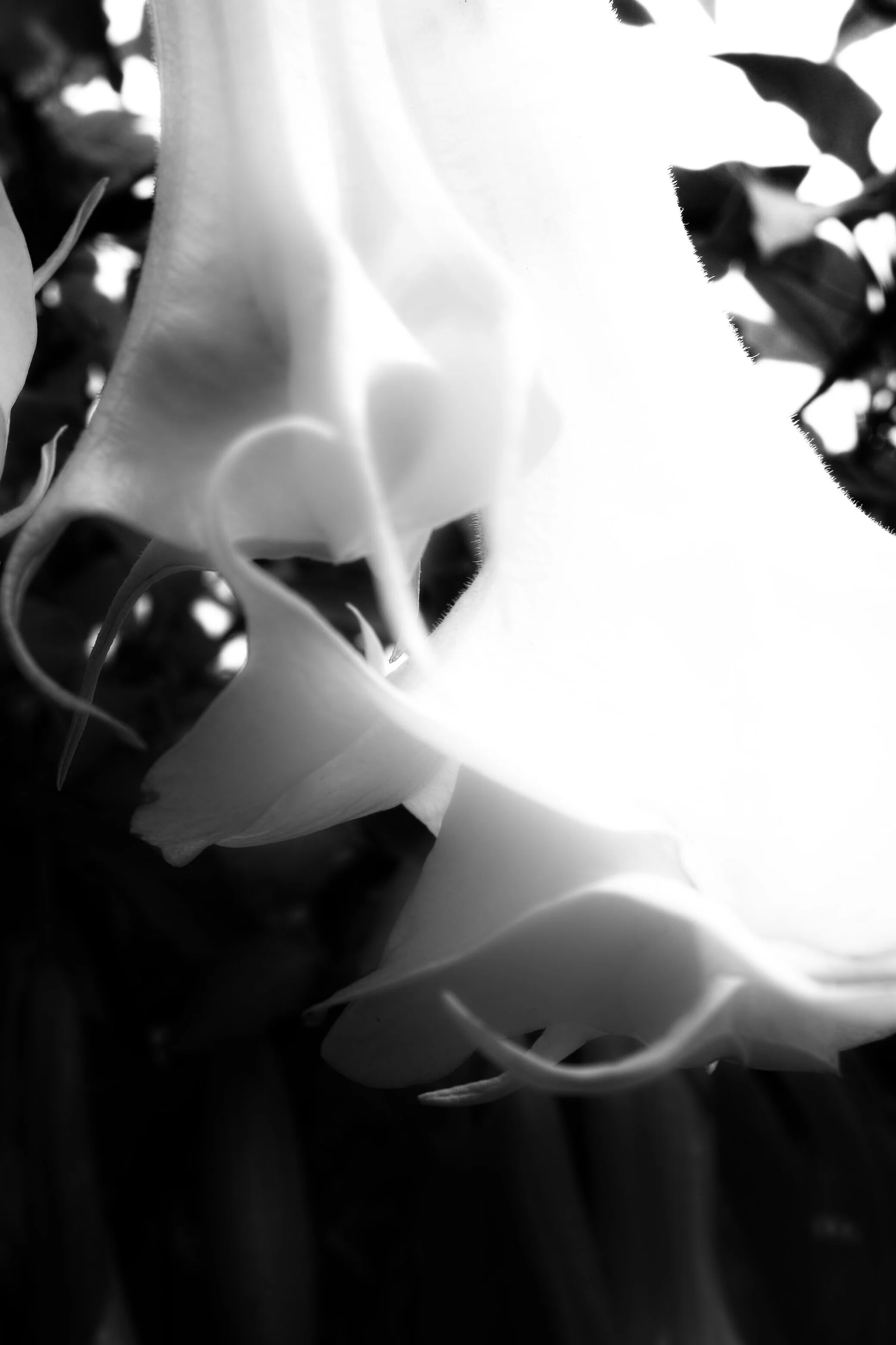 12 - DEC - DP1M0111a_z_cropped.jpg