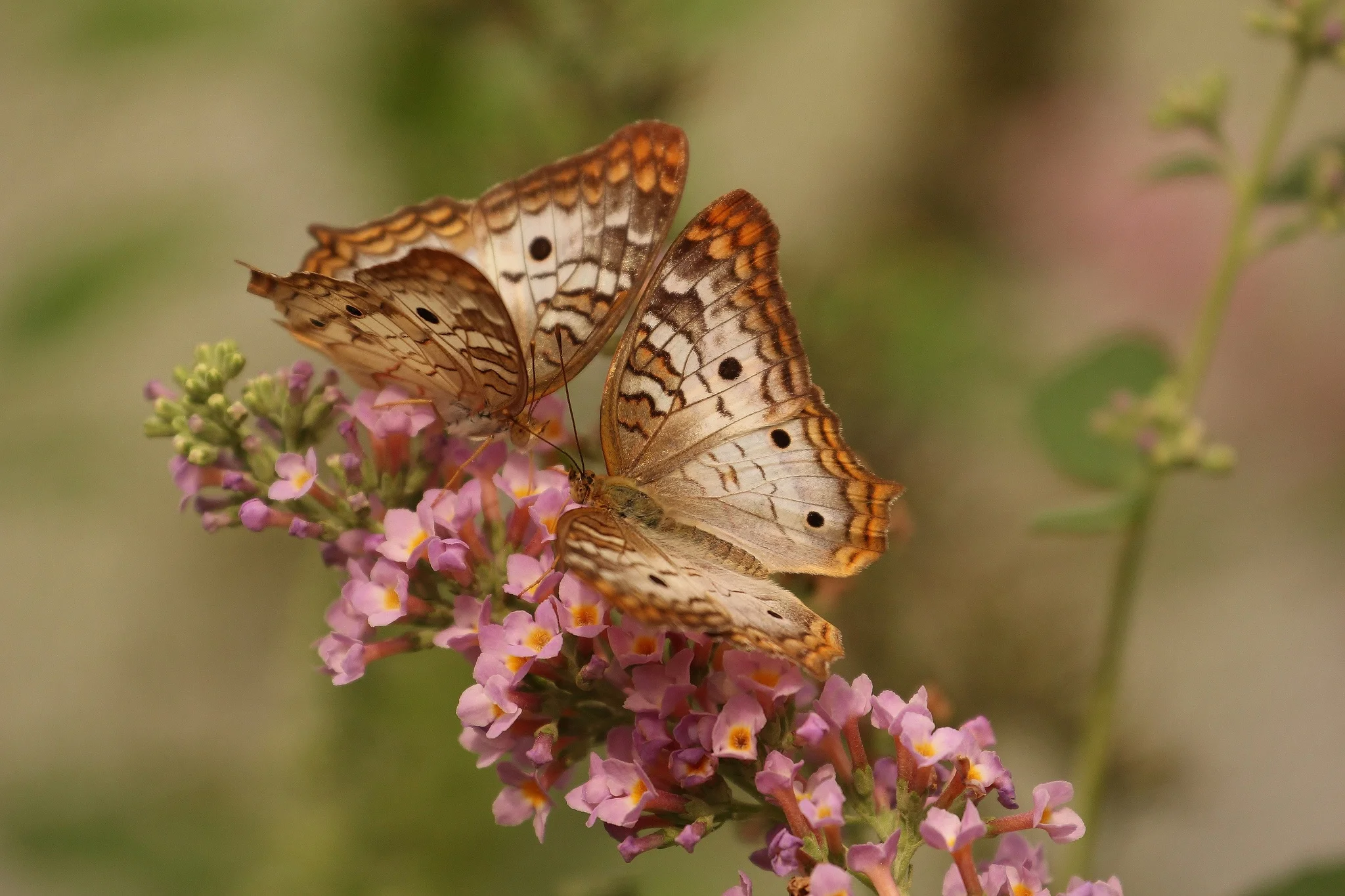 butterfly-macro-insects-nature.jpg