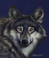 jason_dunn_wolf.jpg