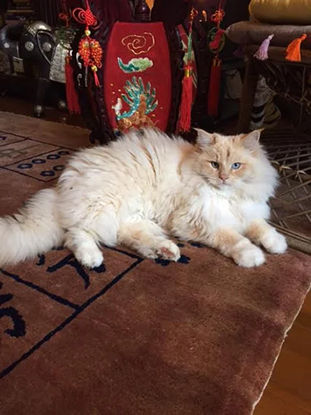 beau_the_cat.jpg