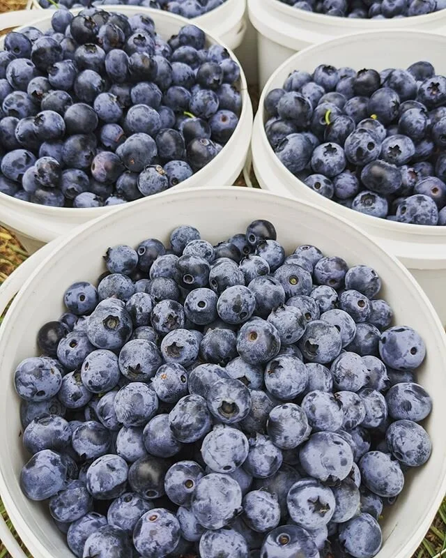 *Pick Your Own Sale* 
Blueberries $10/kg 
Strawberries $5/kg or $25 all you can pick! 
This Saturday & Sunday! 
#pyo #blueberries #strawberries #farmgate #cafe #familydayout #tamarvalley #northerntasmania #tasmanianberries #tasmania #local #produce