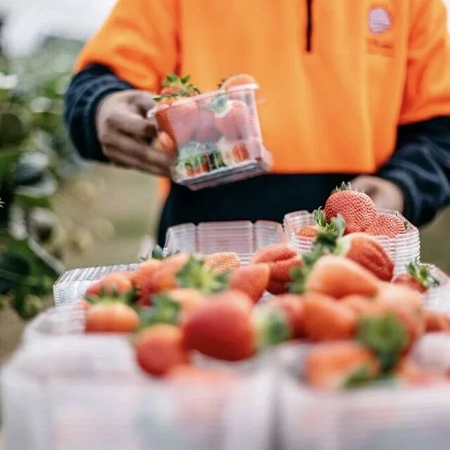 Juicy strawberries coming right up! .
.
#Hillwoodberries #berries #tasmanianberries #tasmanianberryindustry #pickyourown #pyo #handpickedeveryday #tamarvalley #tourisimtasmania