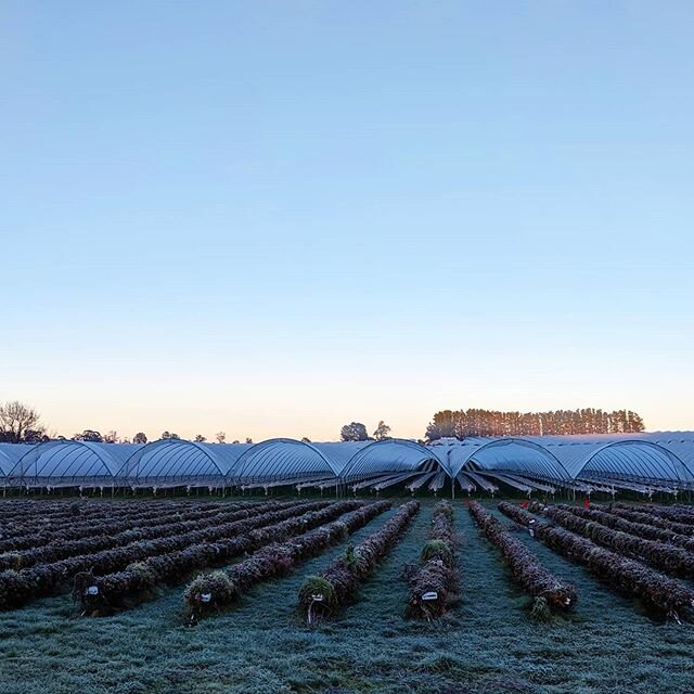 It takes a while for us to warm up this time of year as we wait for the sun to pop over the range. It's still a beautiful quiet-ish time of year on the farm though 🍓🙂
#Hillwoodberries #hillwood #berryfarmingtasmania #tamarvalley #easttamar #sunrise