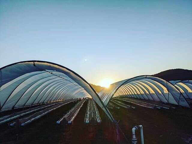 A beautiful crisp winter morning for planting today at Hillwood! 
#Hillwoodberries #hillwood #planting #strawberries #coveredcropping #sunrise #winter #tamarvalley #tasmanianberries #tasproduce #tasmania #agriculture #horticulture