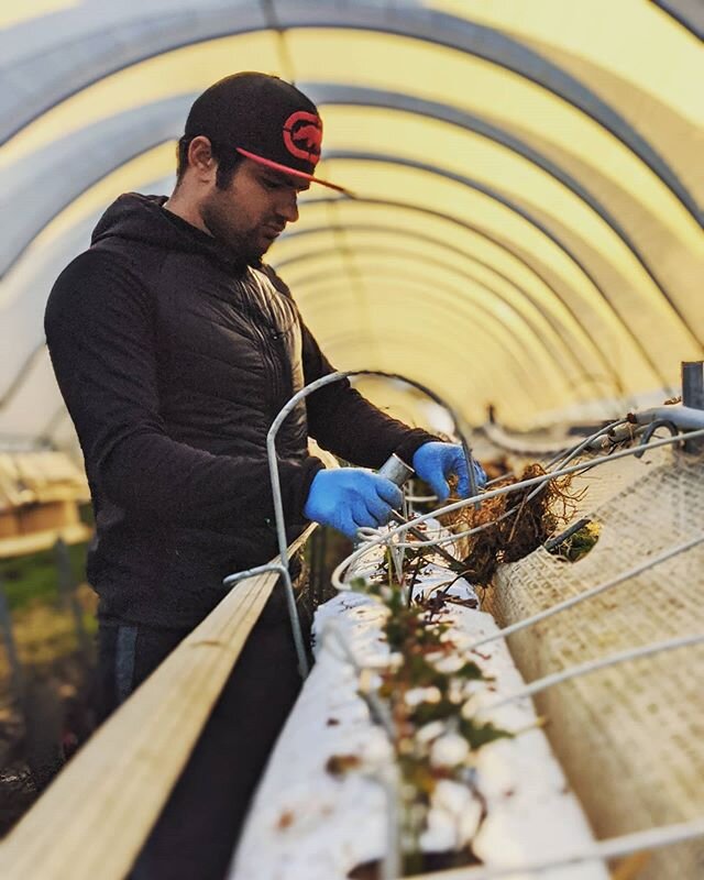 Early mornings on the farm planting our next generation of strawberries 🍓🤤❄️
.
#Hillwoodberries #Hillwood #berryfarmingtasmania #strawberries #runners #planting #winter2020 #tamarvalley #berryindustry #tropacoir