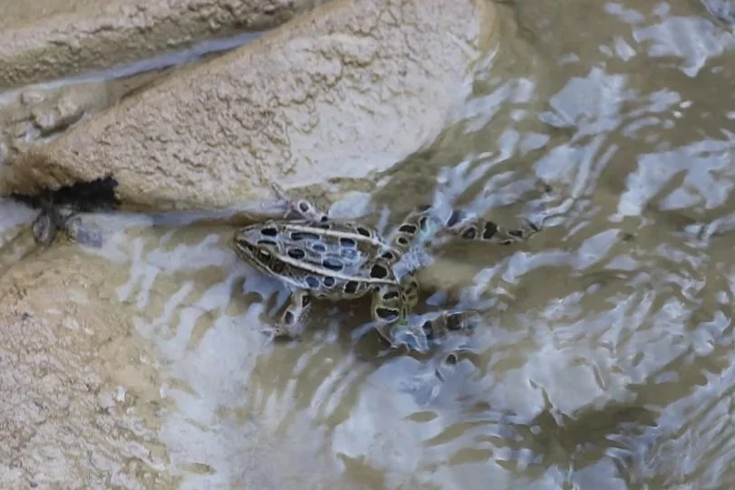 wildlife in the narrows