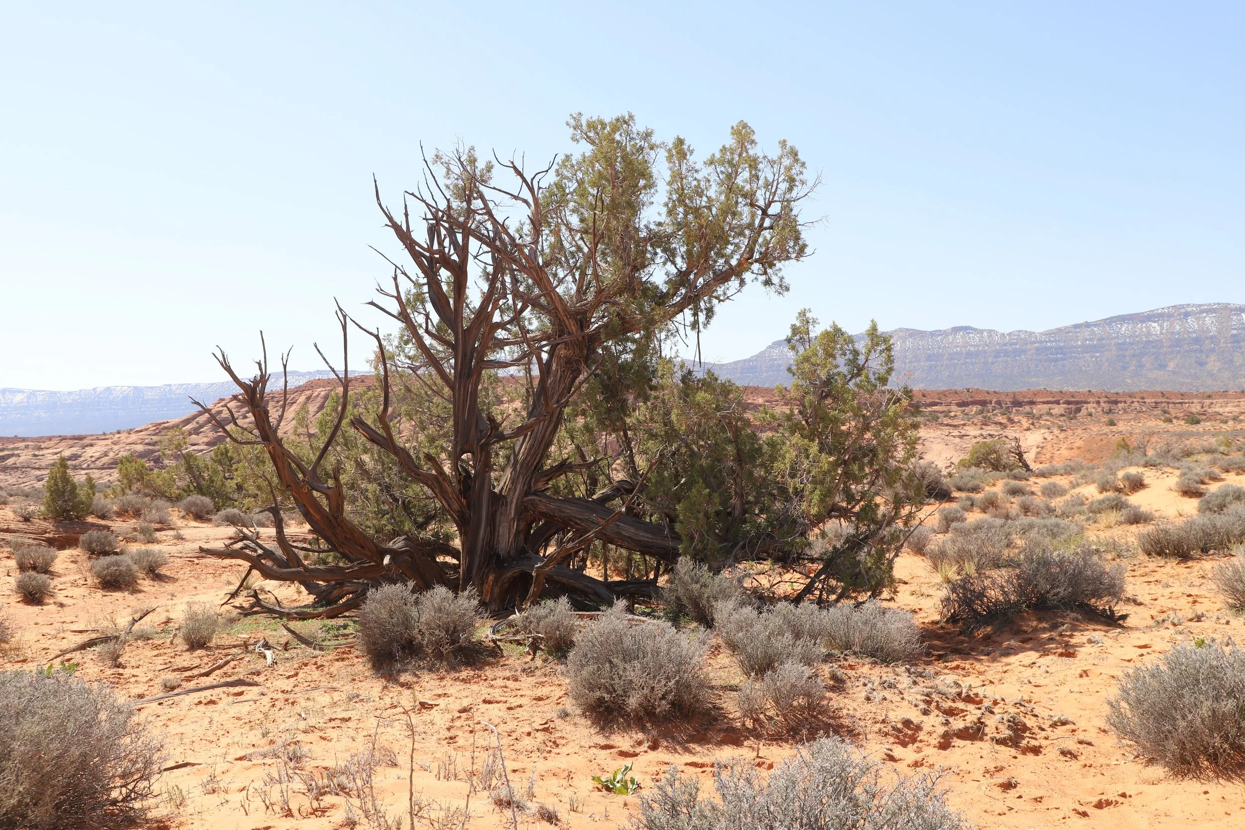 Hiking between Peekaboo and Spooky Gulch