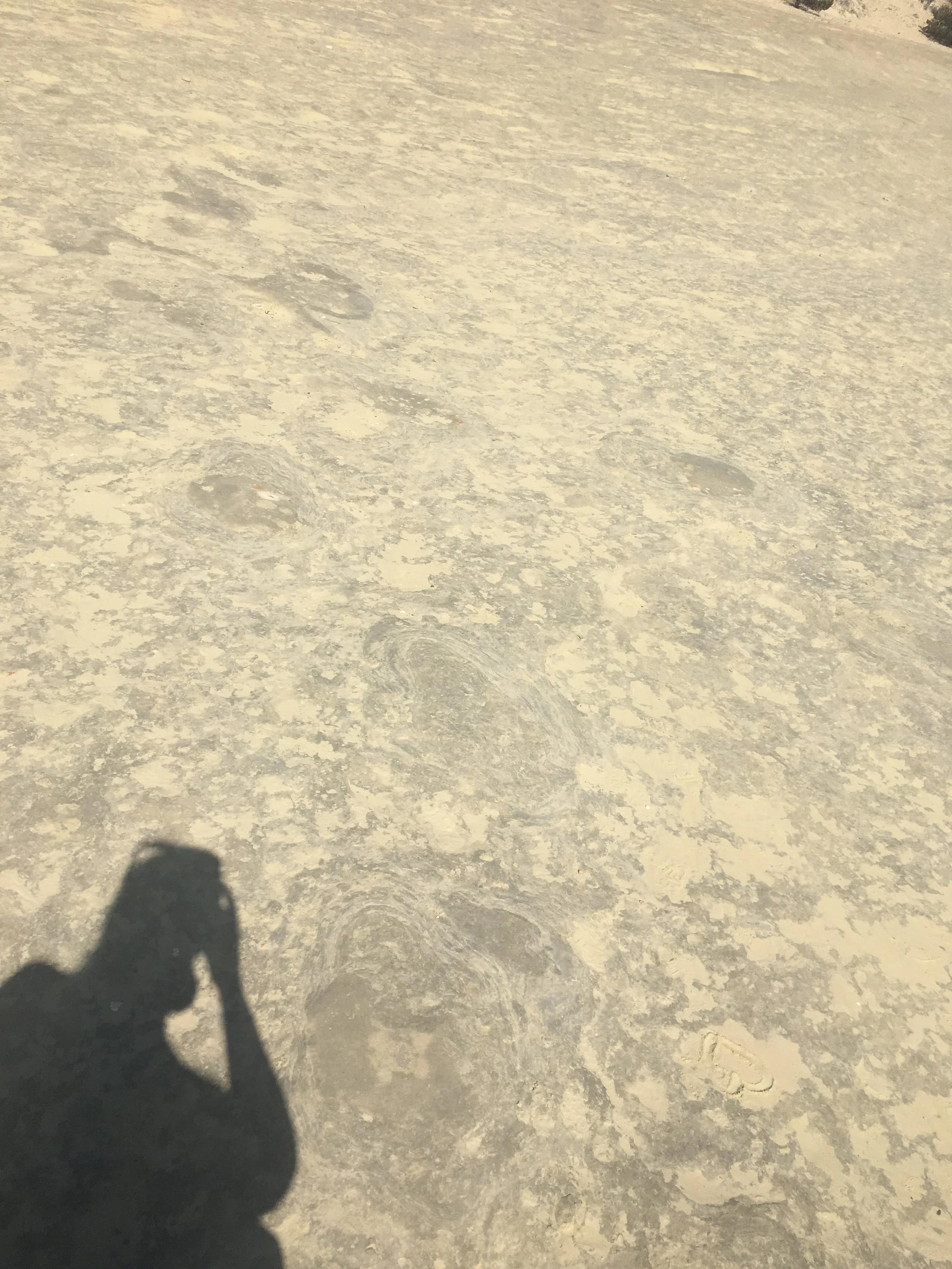 Twenty Mile Wash Dinosaur Trackway