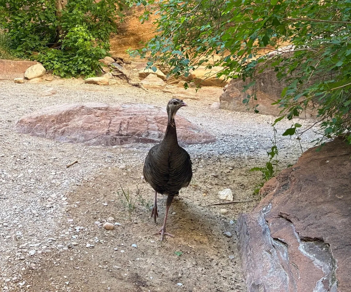 turkey in the narrows