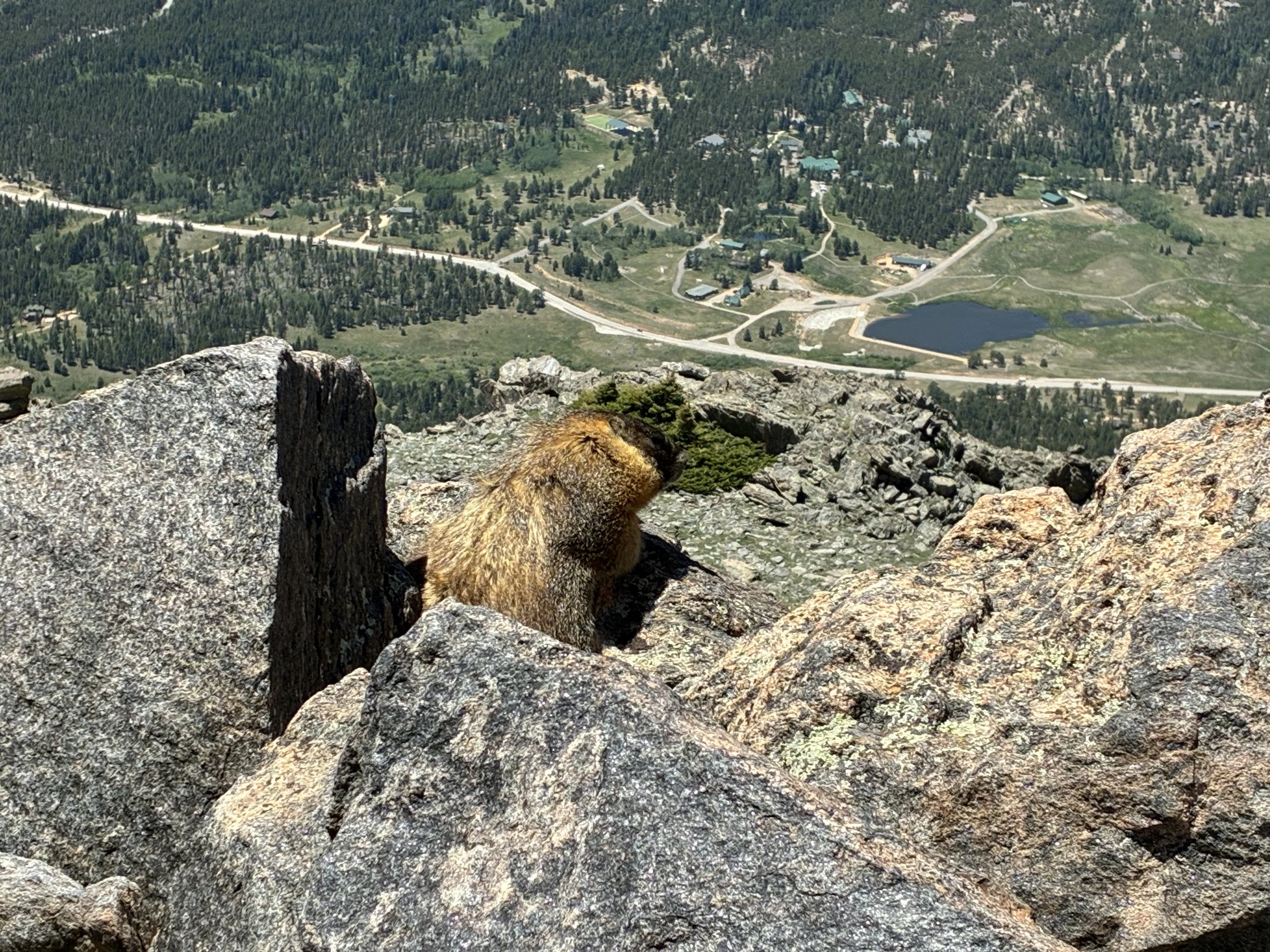Rock Mountain marmot