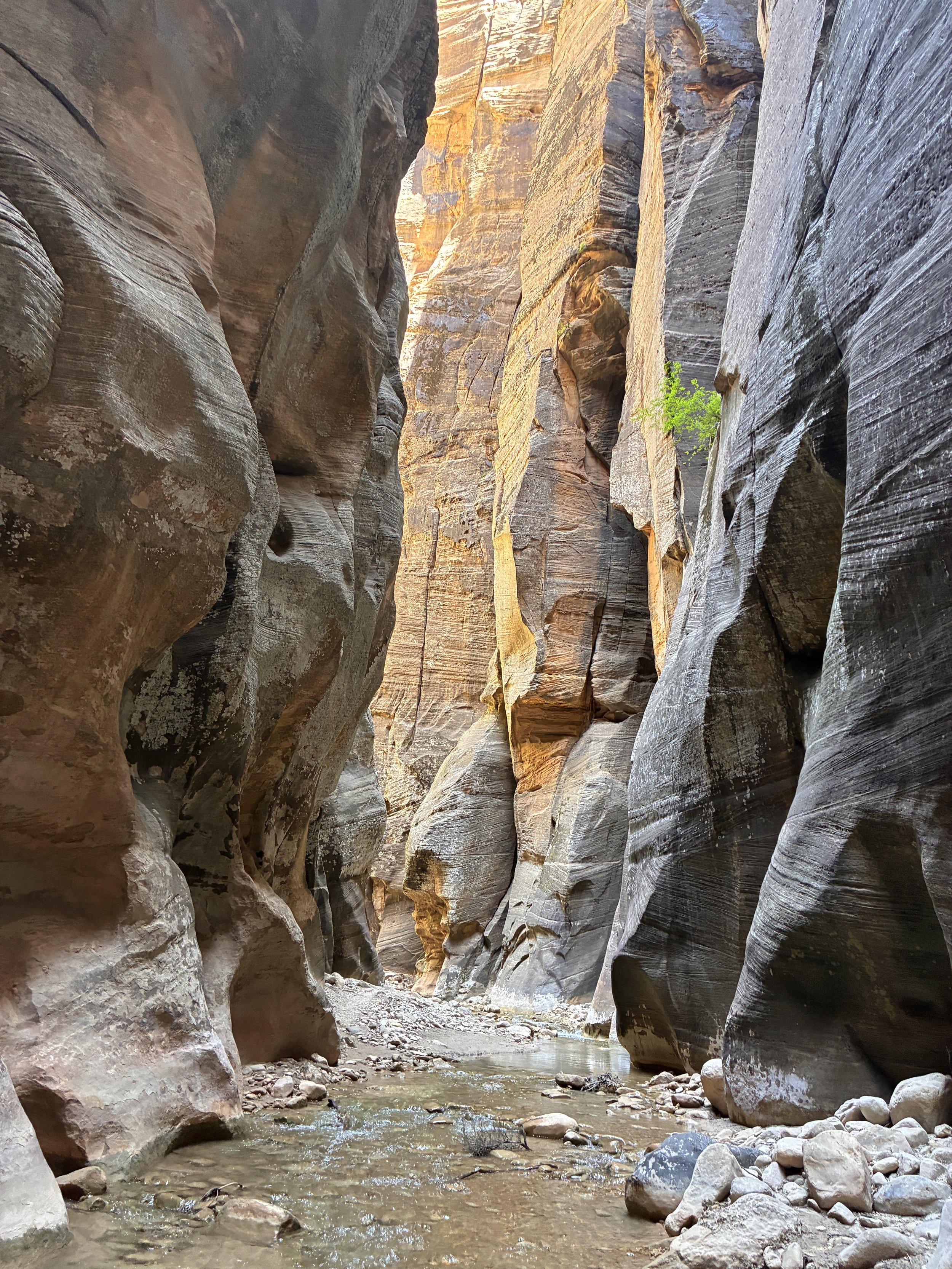 Hiking Zion's the Narrows