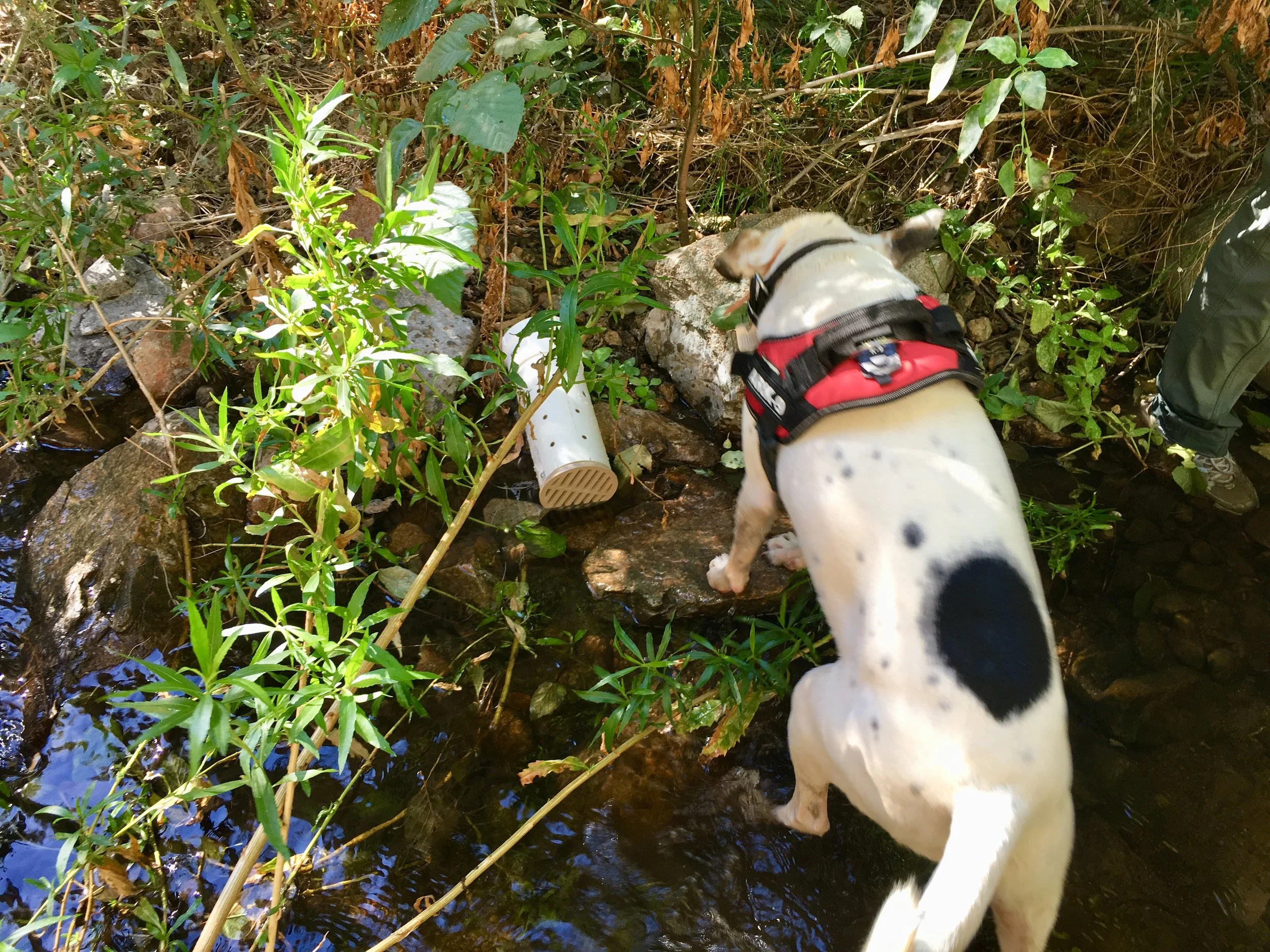 frog dog 4.jpg