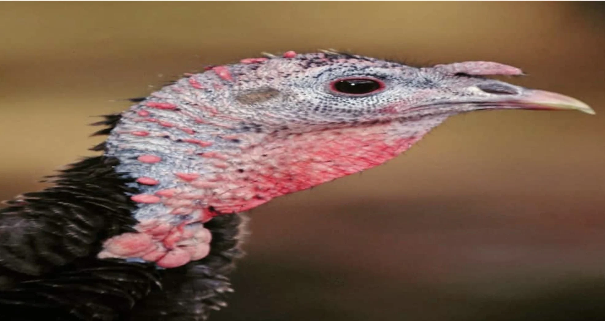 Turkey Tips with Tracy Groves.jpg