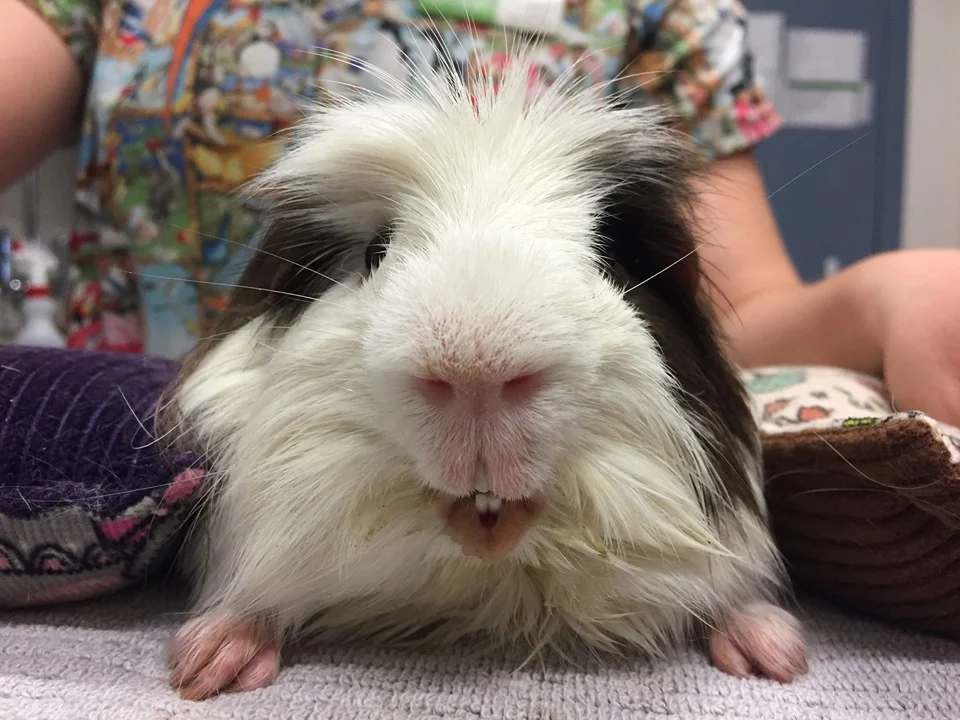 the unusual pet vets