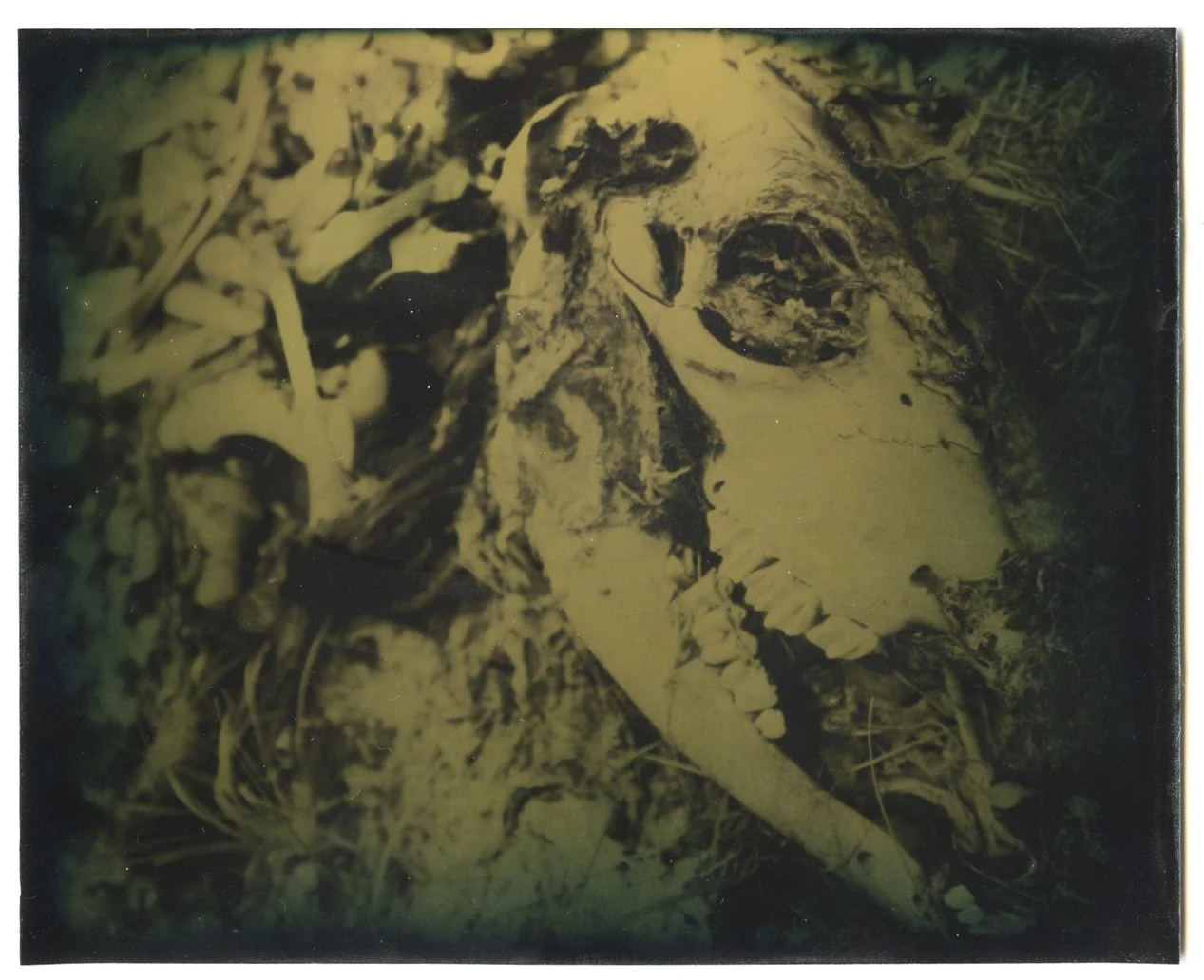 Sand Creek Corpse.jpg