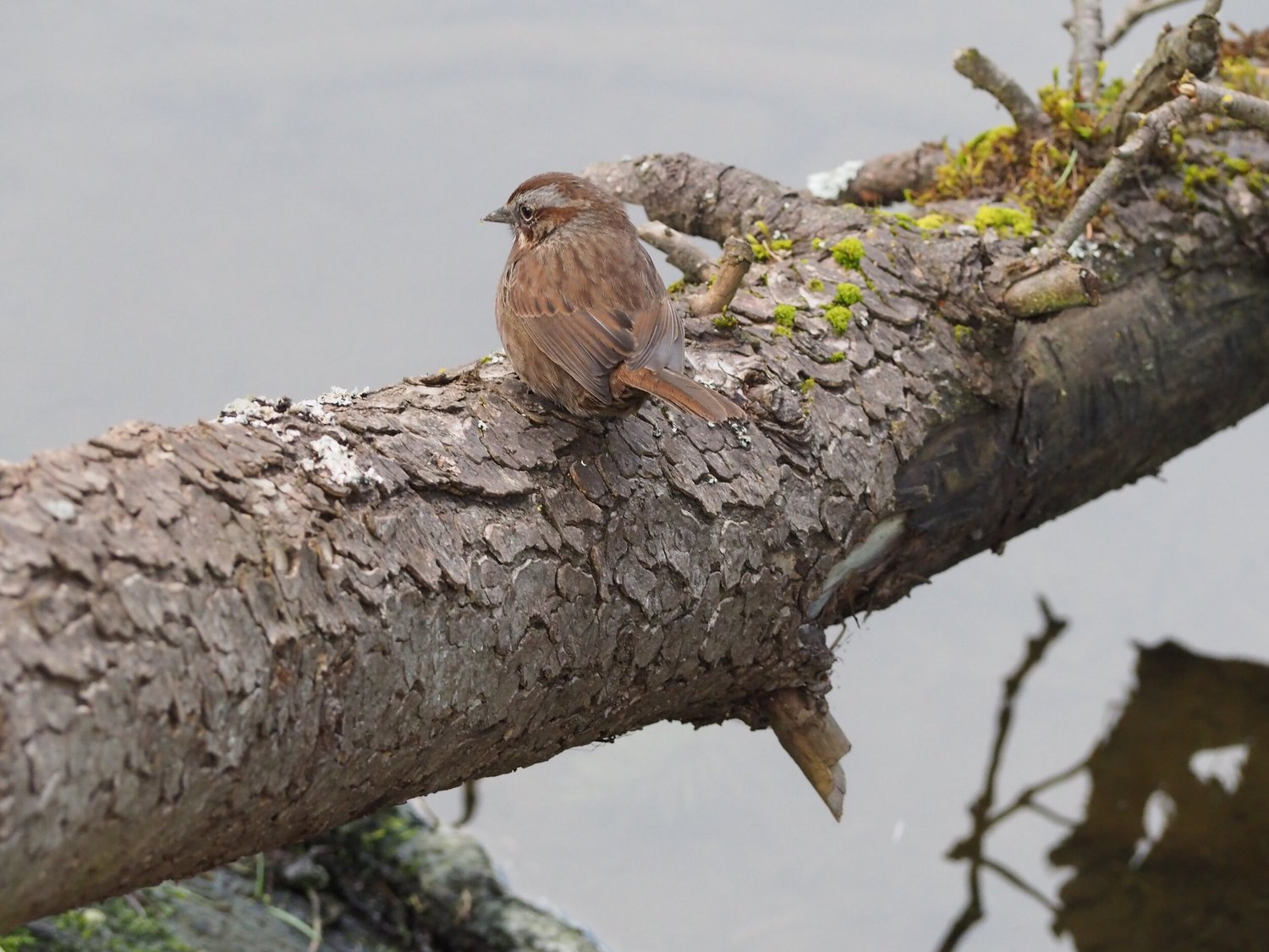 Bird of the Week Song Sparrow — The Reed College Quest