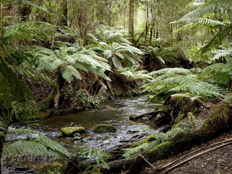 great-otway-national-park_u_1224316_1150x863.jpg