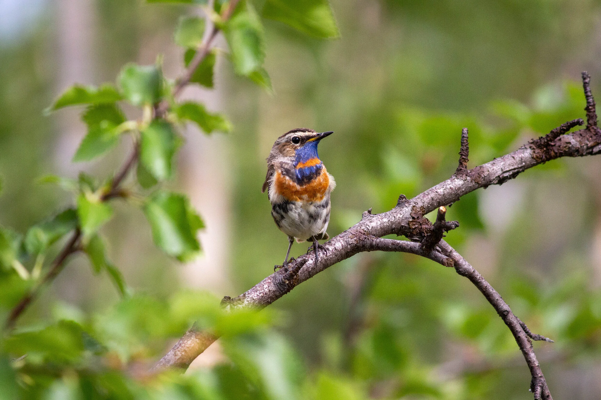 Kilometrien keräilijästä luontofiilistelijäksi