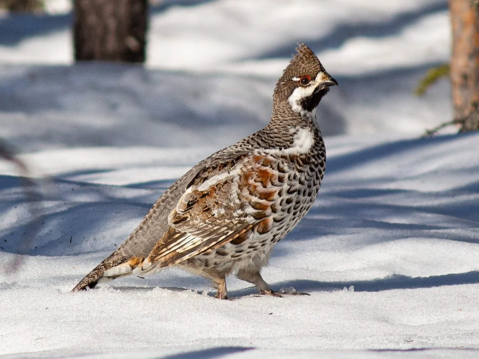 Kevättalven lintuhavaintoja