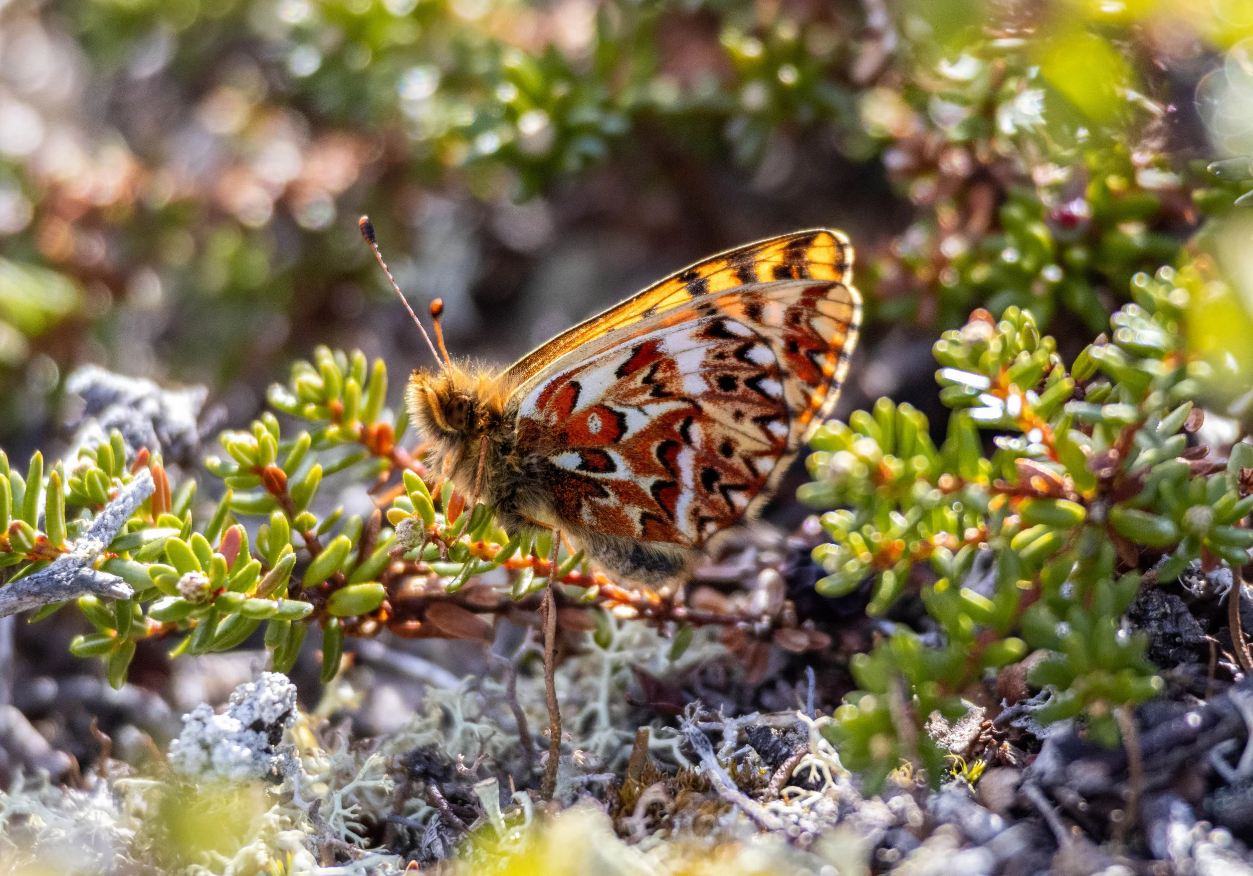 Päivittyvä perhosseuranta Kilpisjärveltä