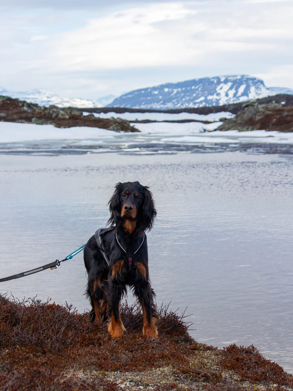 Tunturilammen jäiden lähtöä