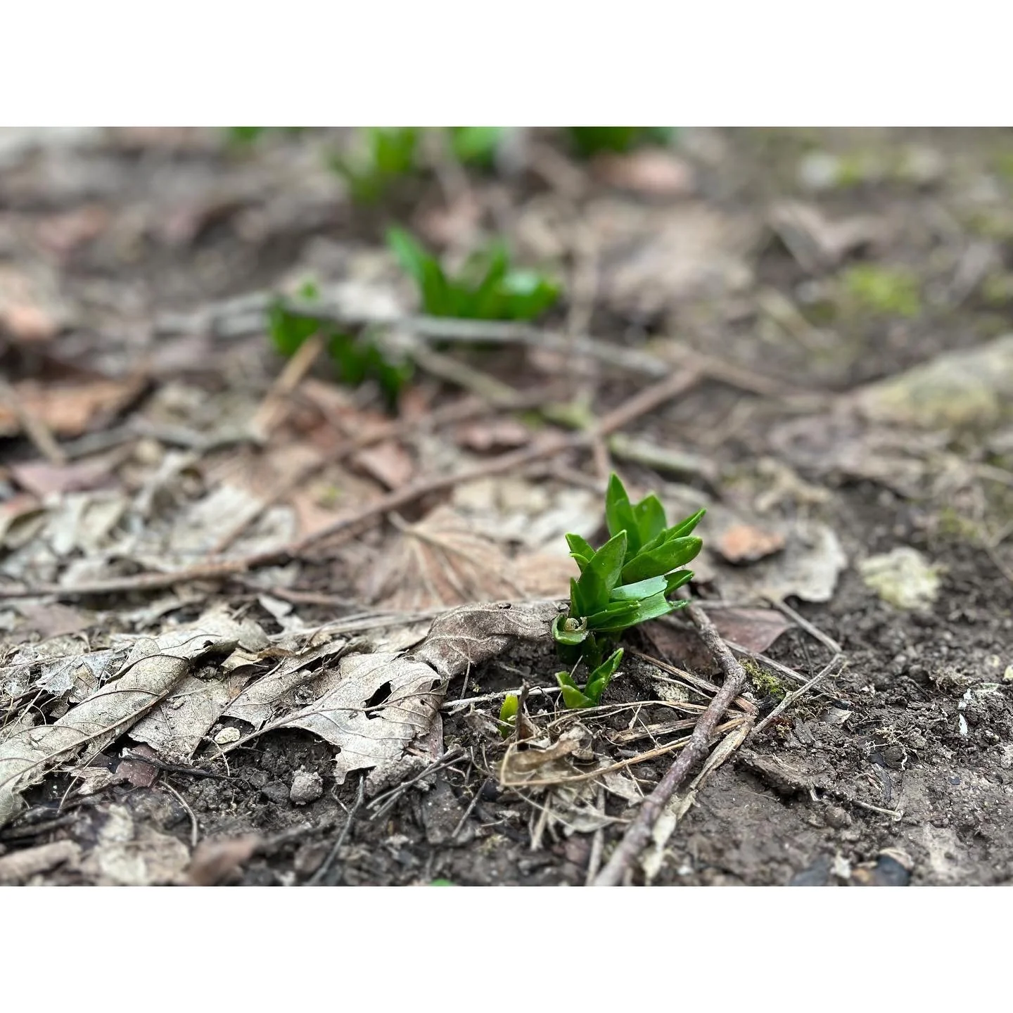 | Happy Imbolc |

The Gaelic Pagan holiday which celebrates the first signs of Spring, beginning 1st February throughout today. Named after Brigid goddess of home, healing, fertility and agriculture.

We are in the middle of winter half way between W