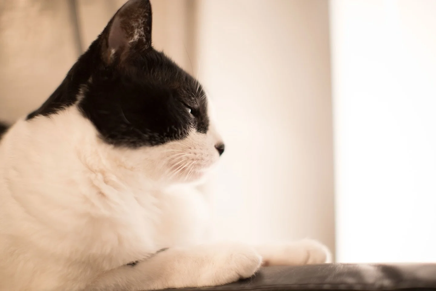 .
ランチが天国に行きました。
一緒に過ごすために実家に帰っていました。
私が子どもの頃によく遊びに来る野良猫にランチと名付けて、一緒に成長しました。ランチは私の妹にも姉にも、おばあちゃんにもなってくれました。いつまでも若くて本当に美人で可愛い。居るのが当たり前だったから寂しくてたまりません。持病が見つかってからは両親が10年以上、欠かさず注射や点滴をして見守ってくれたおかげで、23年以上の長い時間を一緒に生きてくれました。ランチはたくさん癒しをくれました。
また会おうね。それまで見守ってね。ず