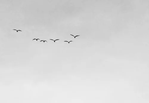 Grief Rituals: Finding Structure in Loss