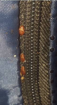 Bed Bugs Mission Pest Management, Kill Bed Bugs Leather Jacket