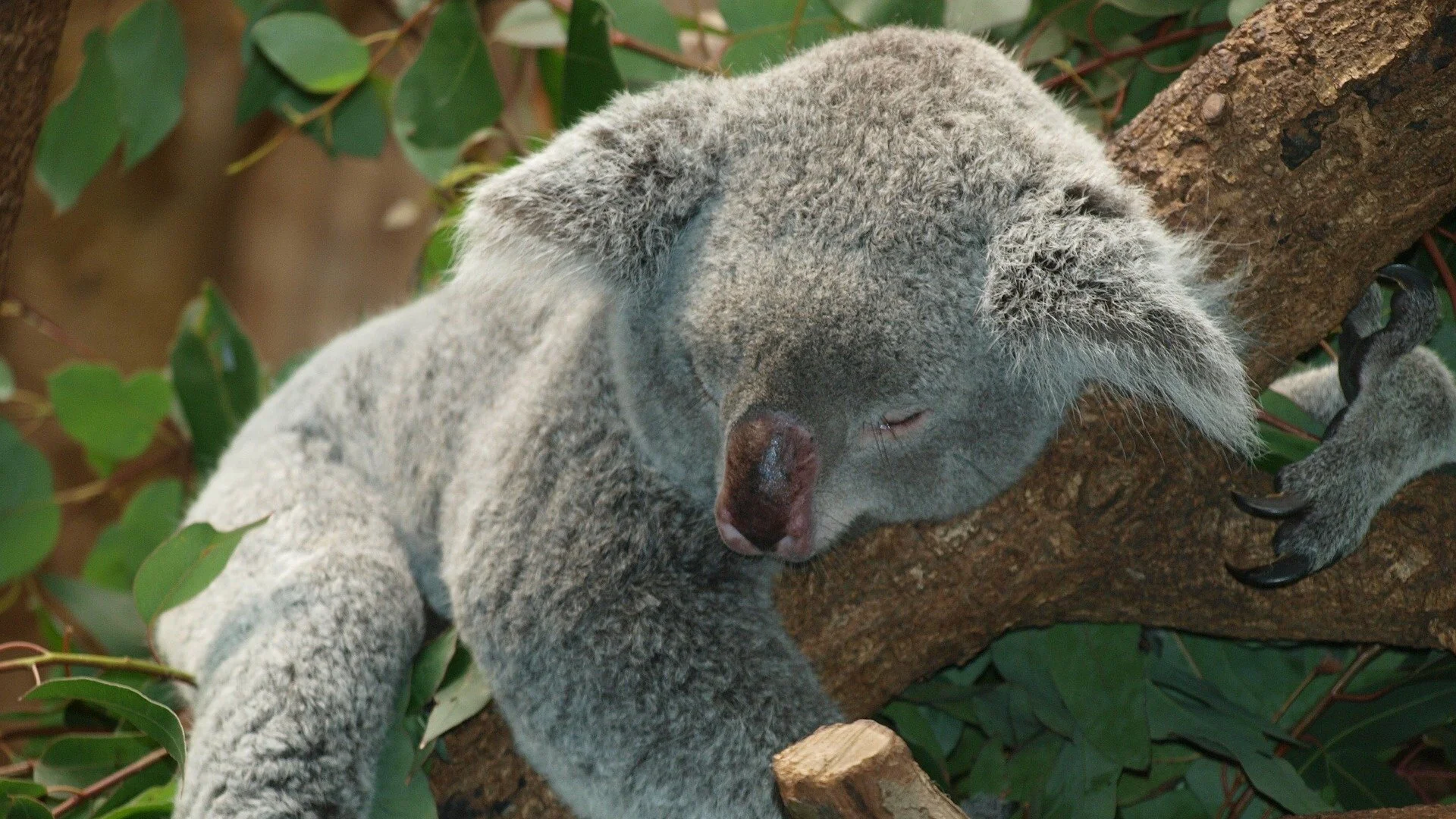 koala-bear-9960_1920.jpg
